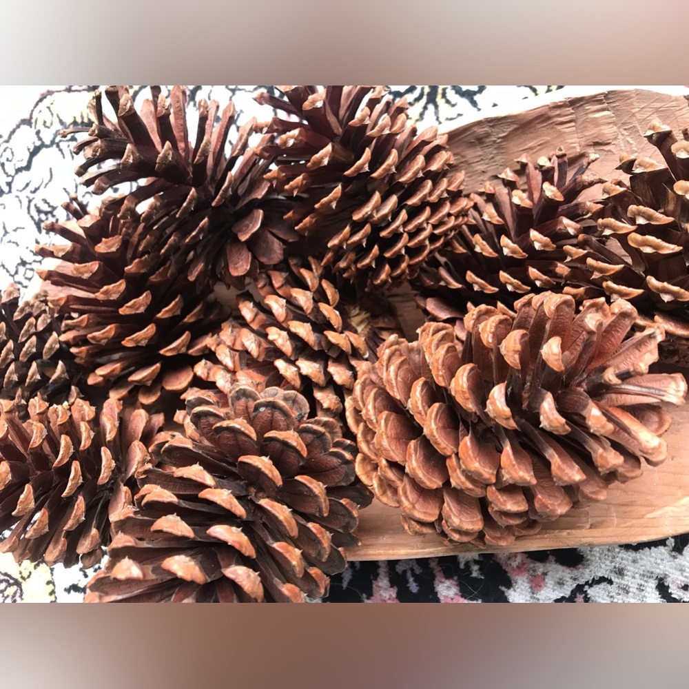 Florida Panhandle pine cones - Picture 3 of 3